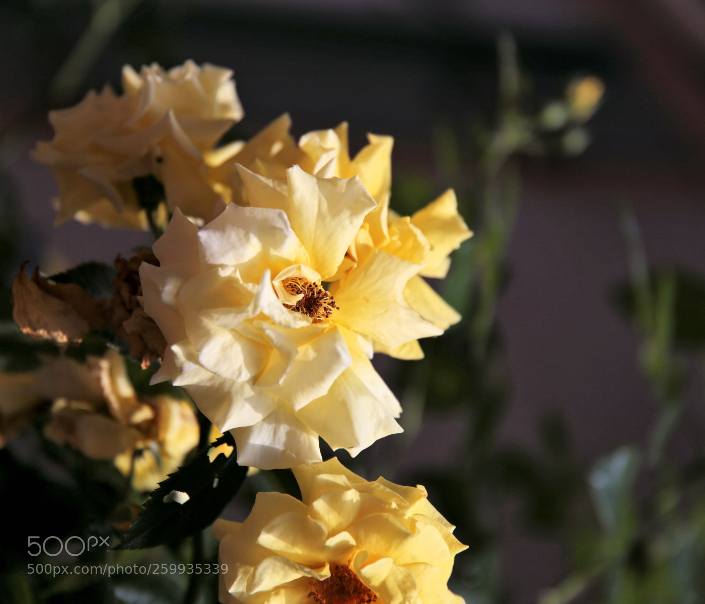 Canon EOS 6D sample photo. Yellow rose of ettlingen photography