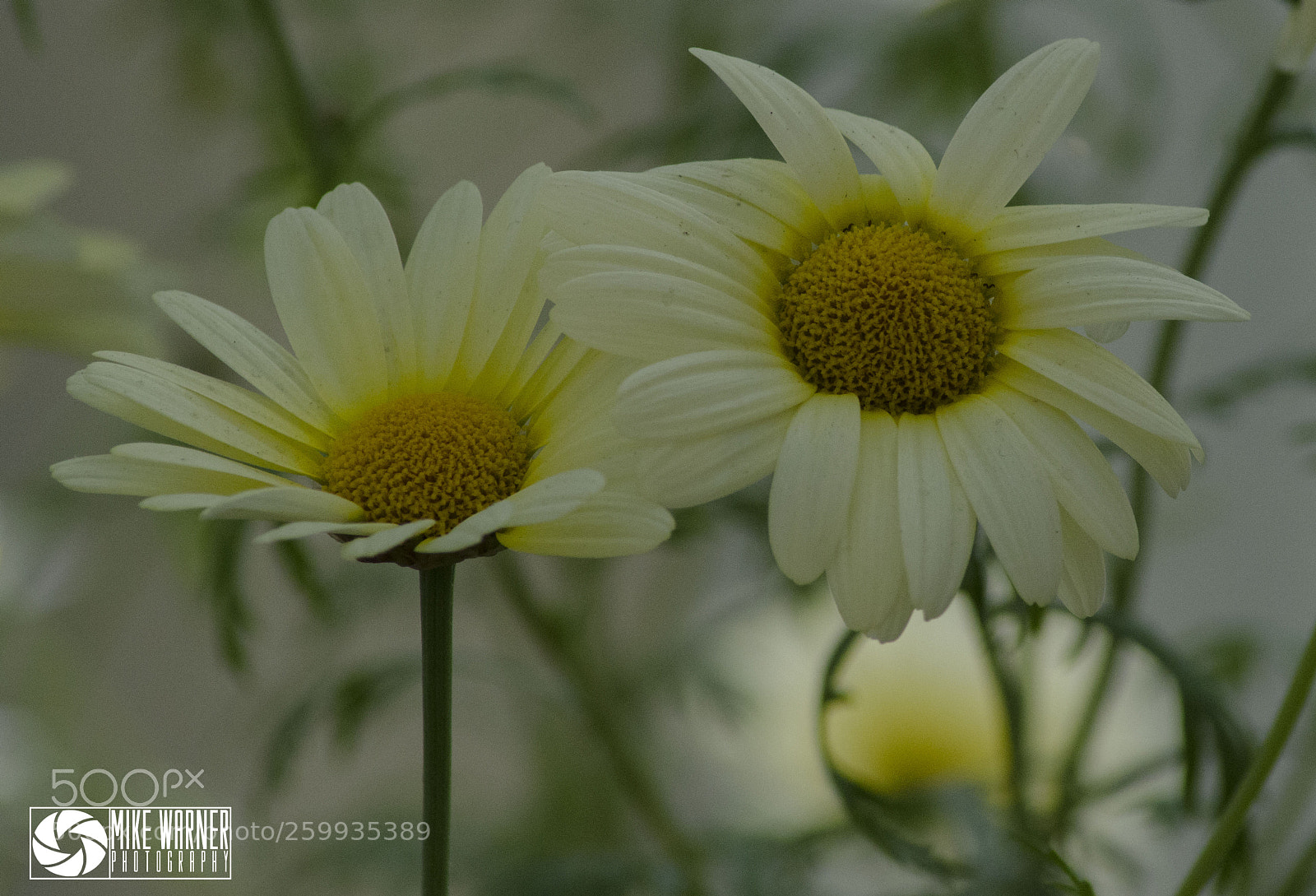 Nikon D7000 sample photo. Kew may 28th 2018 photography
