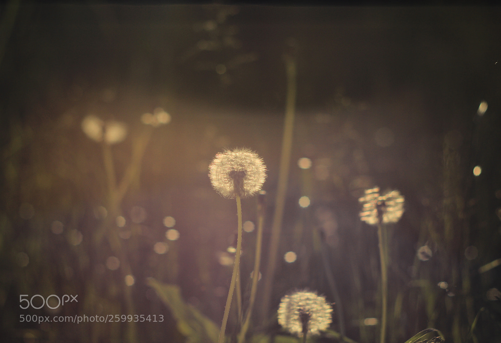 Canon EOS 600D (Rebel EOS T3i / EOS Kiss X5) sample photo. In the meadow photography