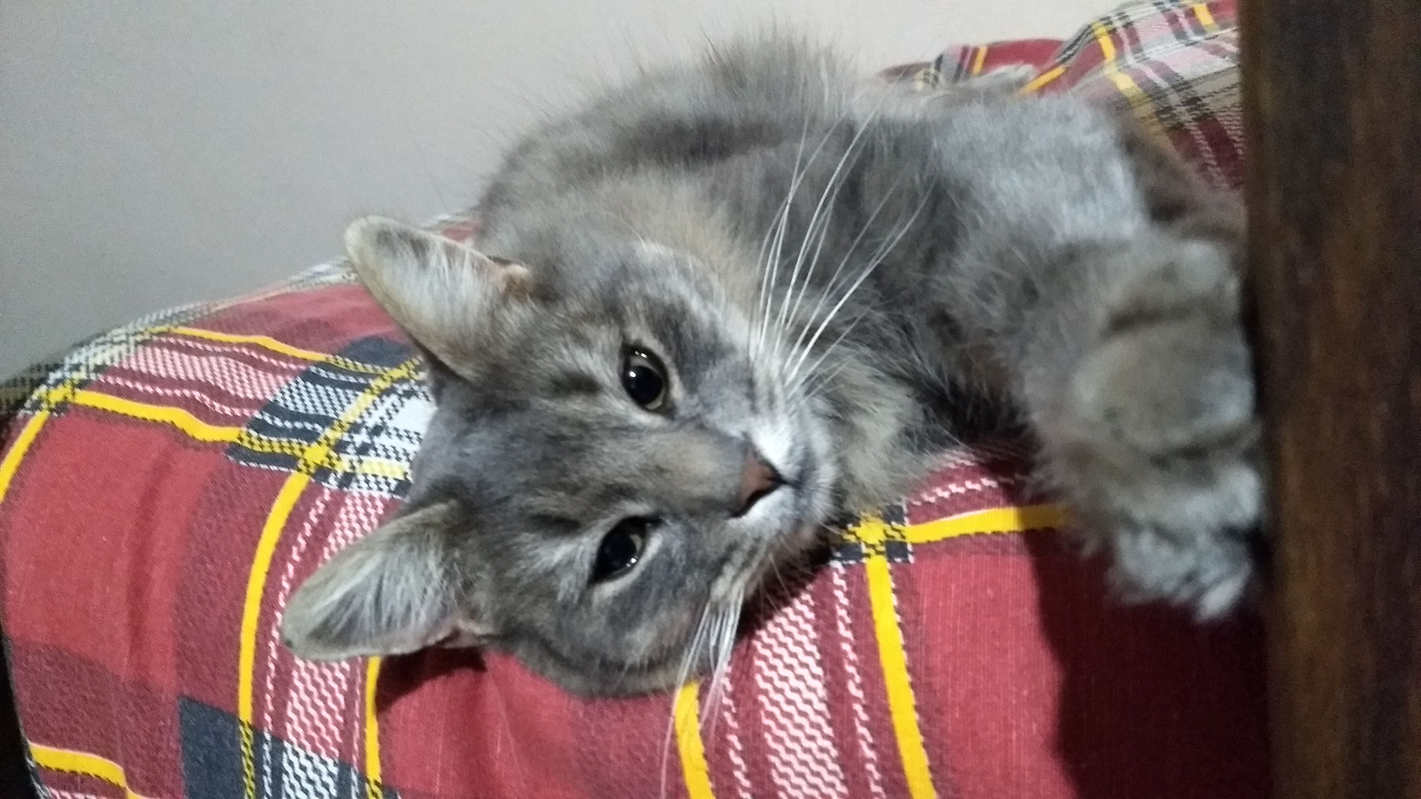 Motorola Moto G (5) Plus sample photo