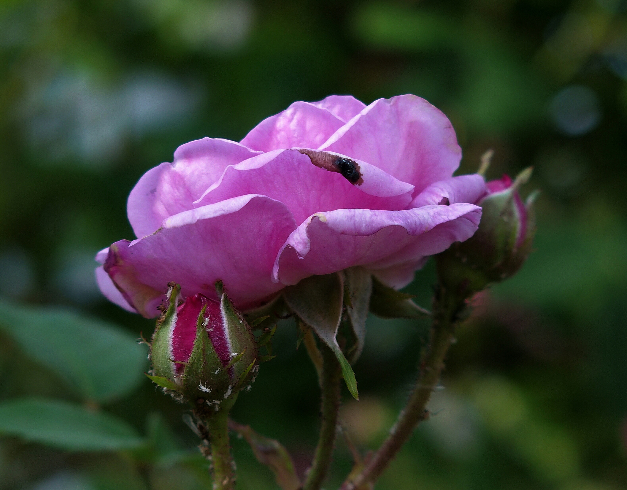 Olympus STYLUS1,1s sample photo. Roses photography
