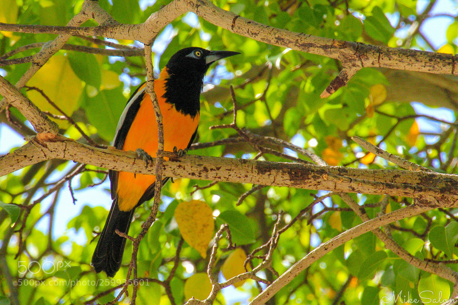 Canon EOS 60D sample photo. Venezuelan troupial photography