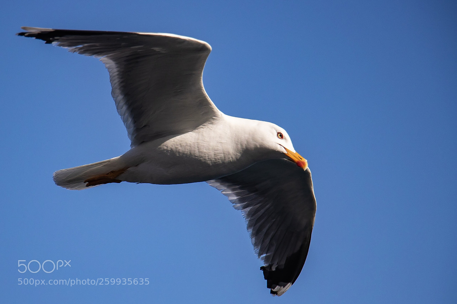 Canon EOS 750D (EOS Rebel T6i / EOS Kiss X8i) sample photo. Volo radente... photography