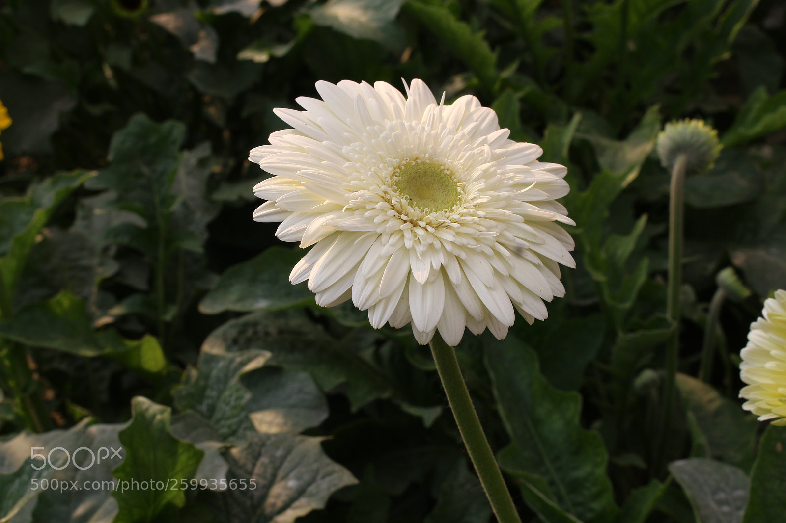 Canon EOS 700D (EOS Rebel T5i / EOS Kiss X7i) sample photo. Beautiful white flower photography