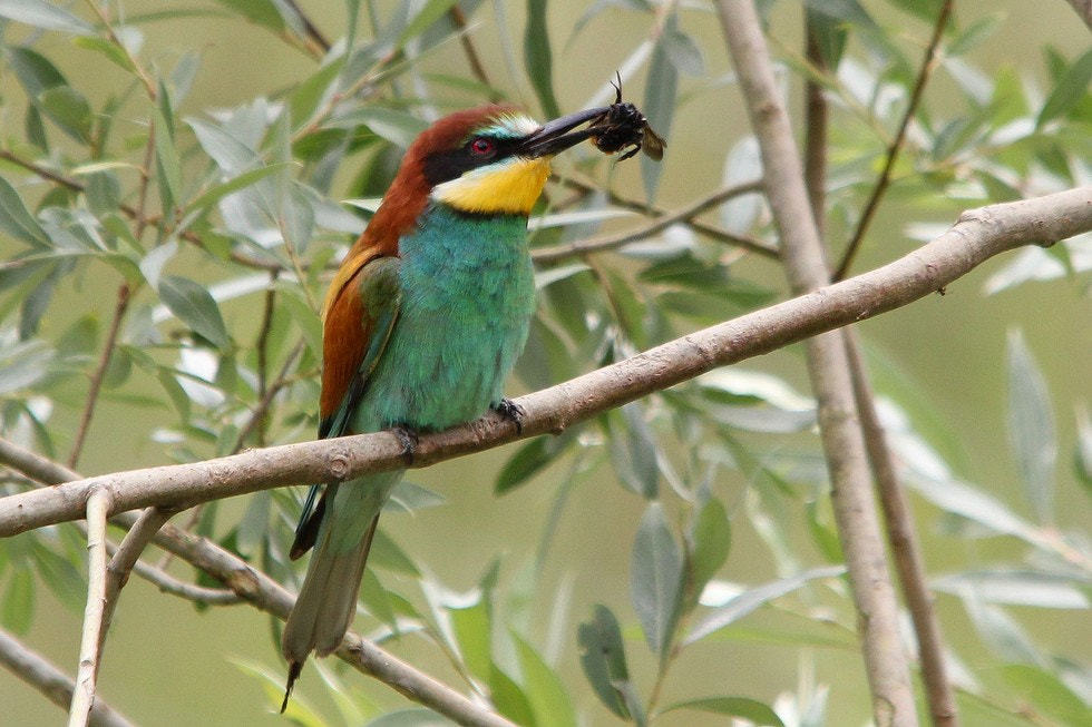 Canon EOS 600D (Rebel EOS T3i / EOS Kiss X5) + Sigma 150-500mm F5-6.3 DG OS HSM sample photo. Guêpier d'europe merops apiaster - european bee-eater photography