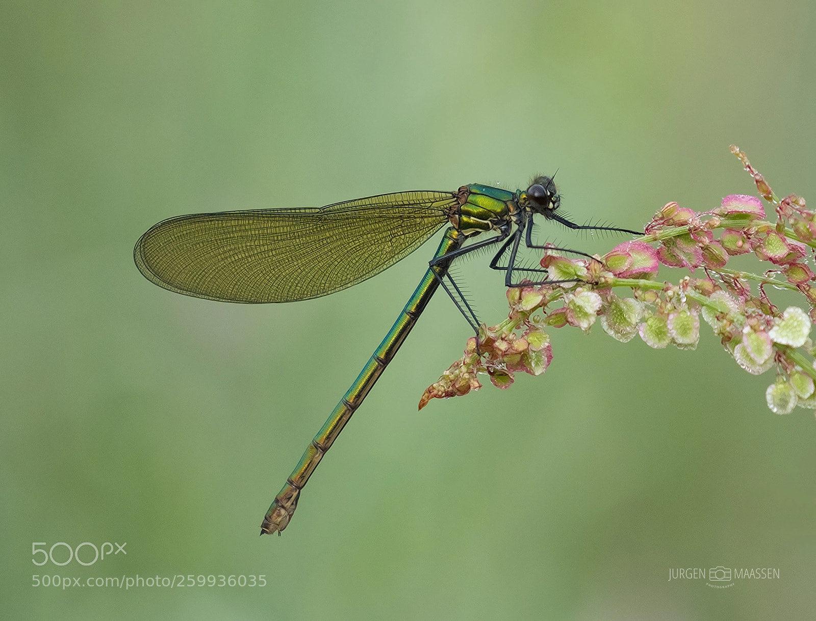 Panasonic Lumix DC-G9 sample photo. Banded demoiselle ♀. photography
