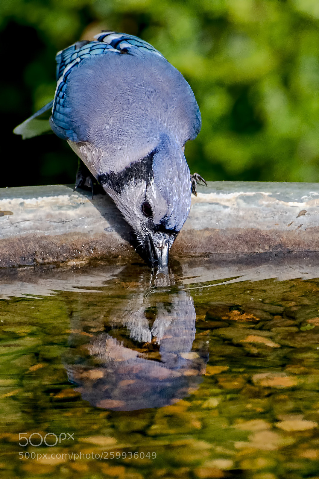 Nikon D500 sample photo. Reflection photography