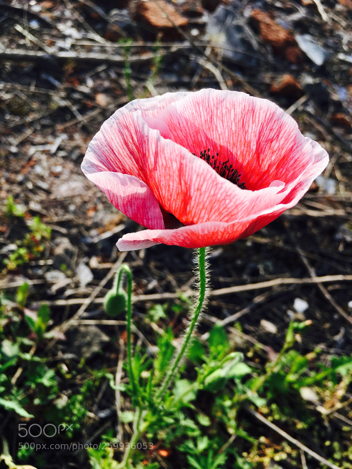 Apple iPhone 6s sample photo. 虞美人 photography