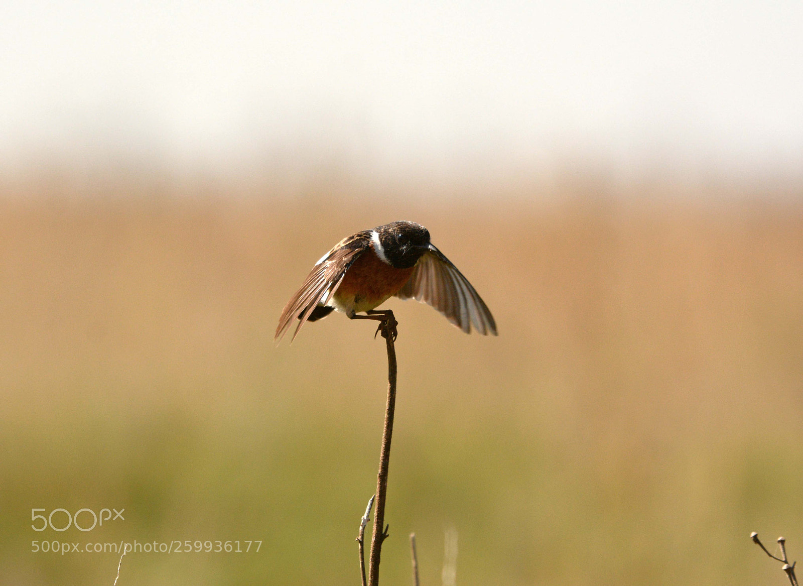 Nikon D7100 sample photo. Stone chat photography
