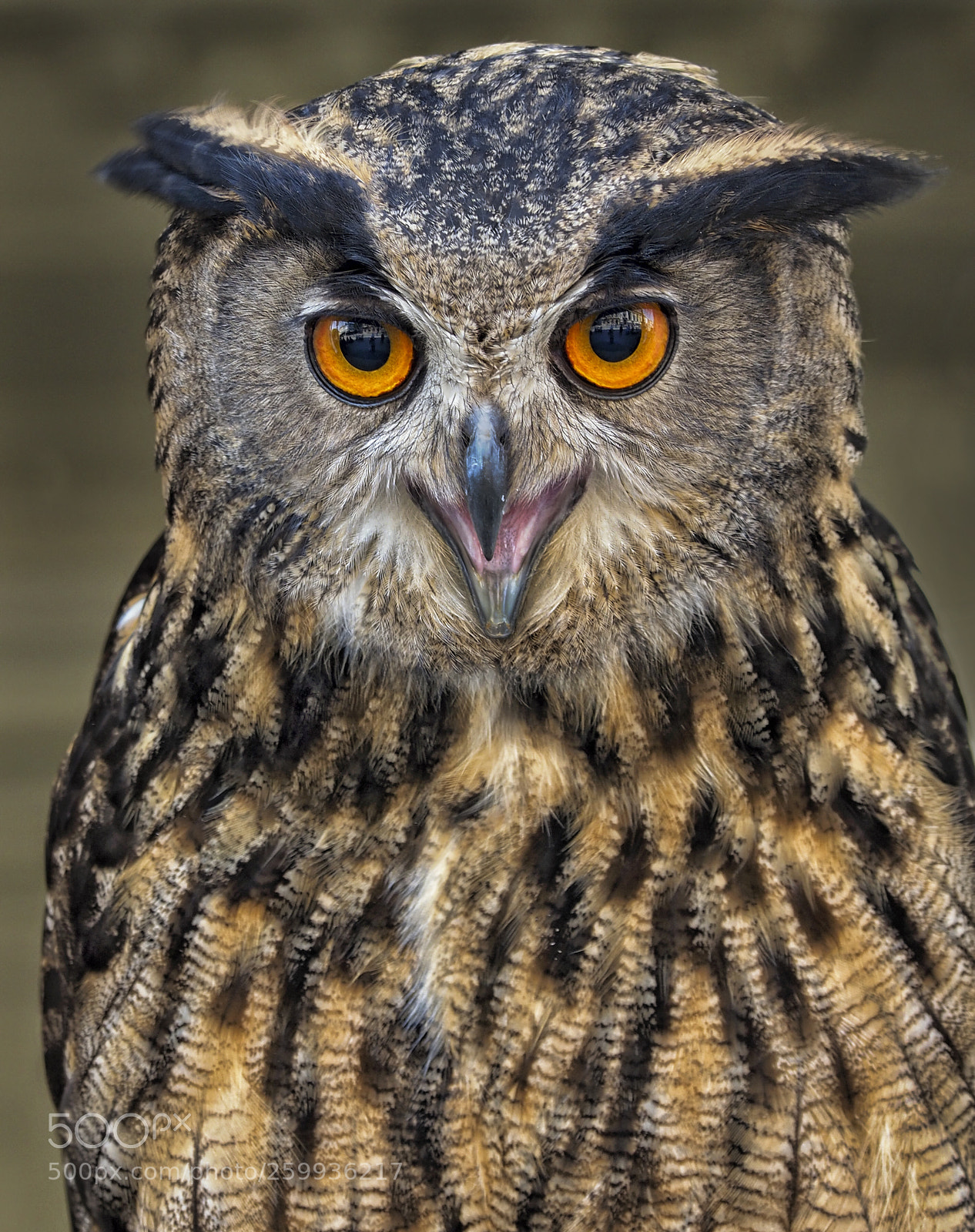 Olympus OM-D E-M1 Mark II sample photo. European eagle owl photography