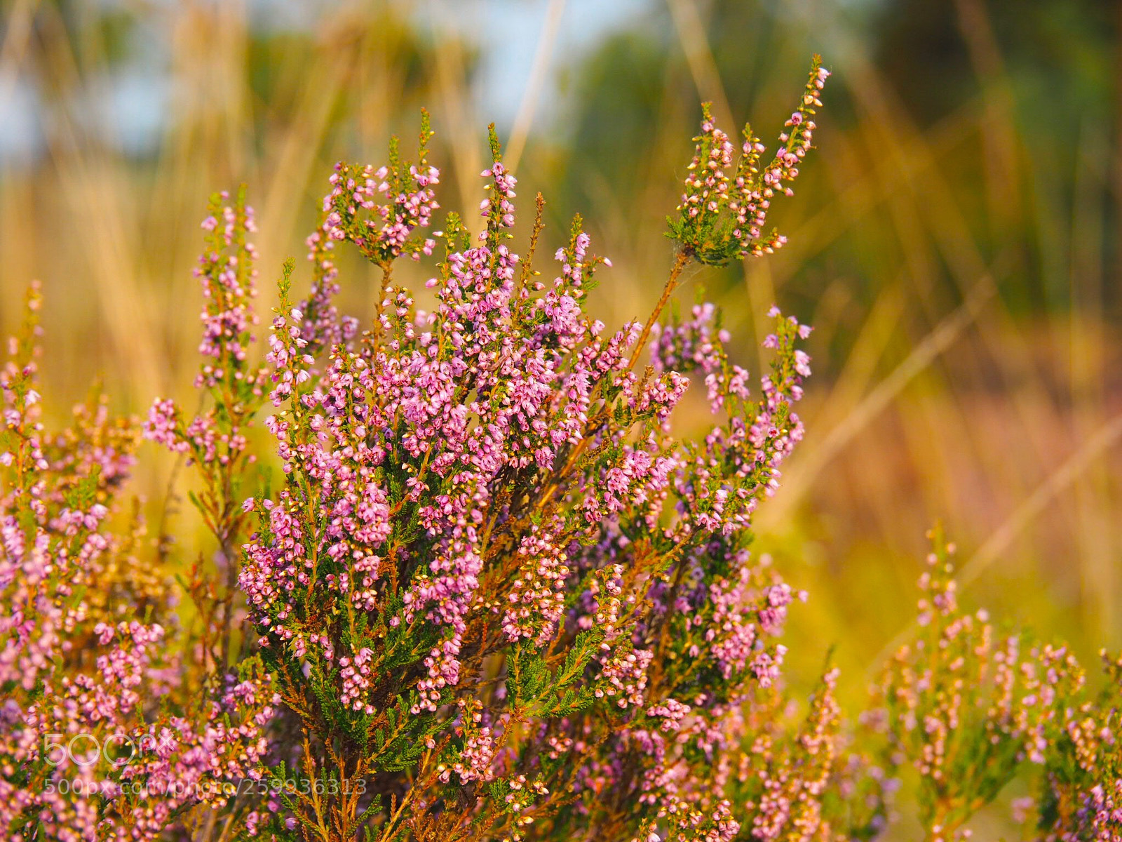 Olympus OM-D E-M10 II sample photo. Pink heath photography