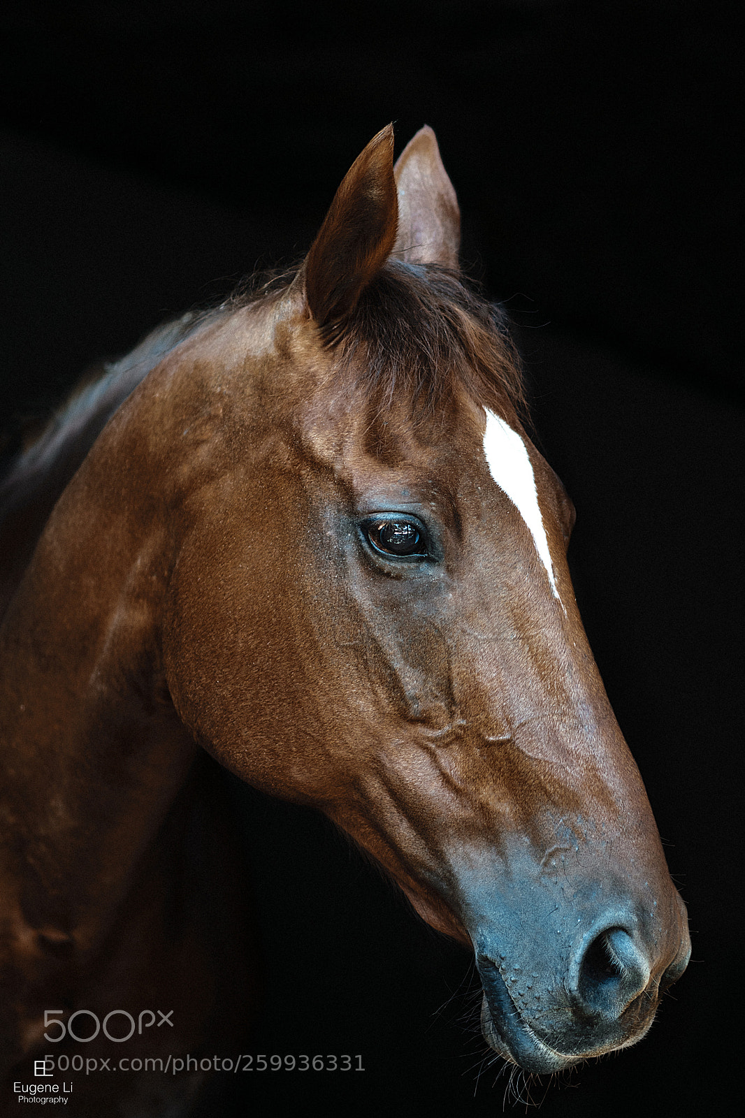 Nikon D5300 sample photo. Turkish horse photography