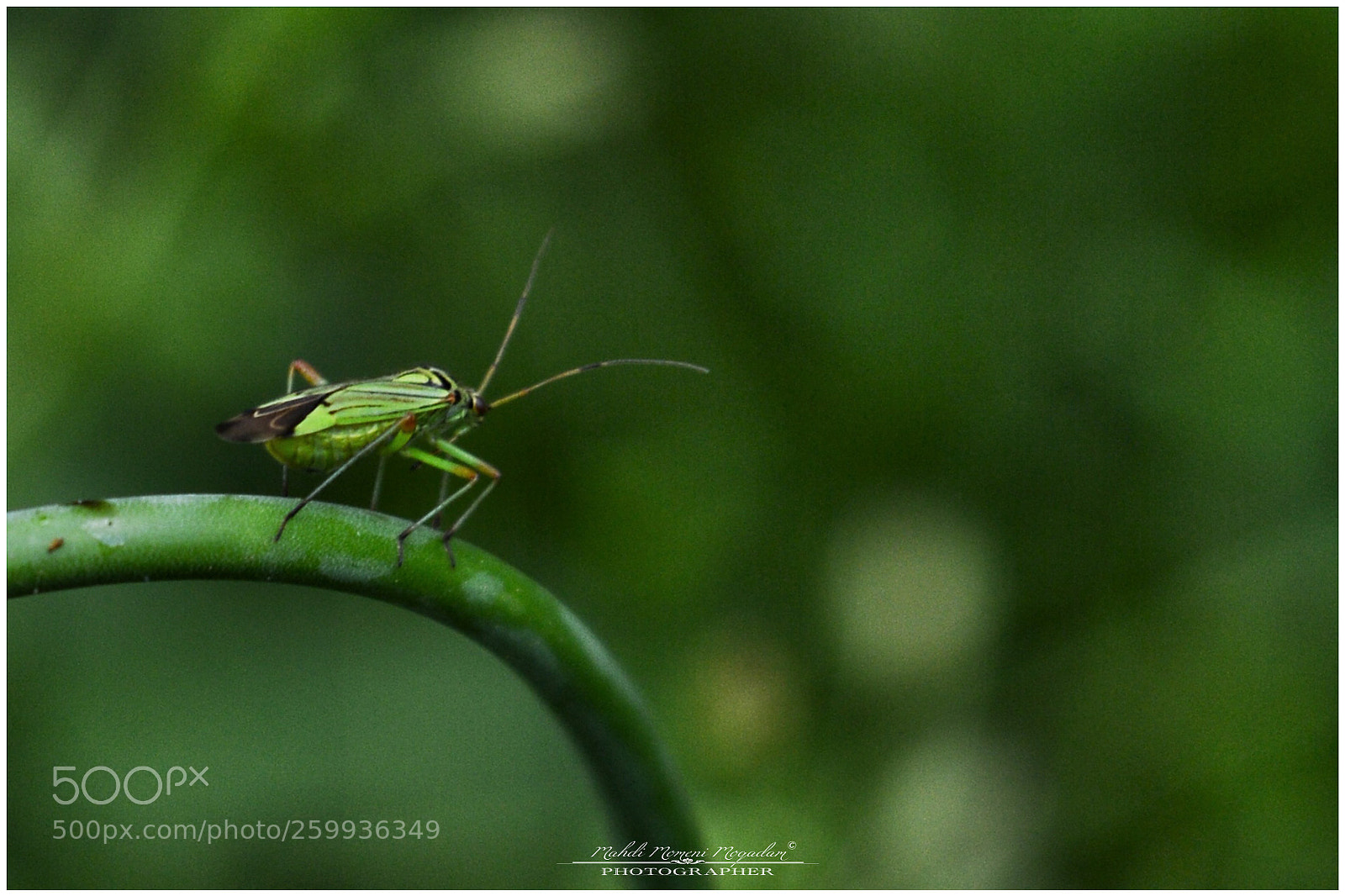 Nikon D5200 sample photo. Macro photography
