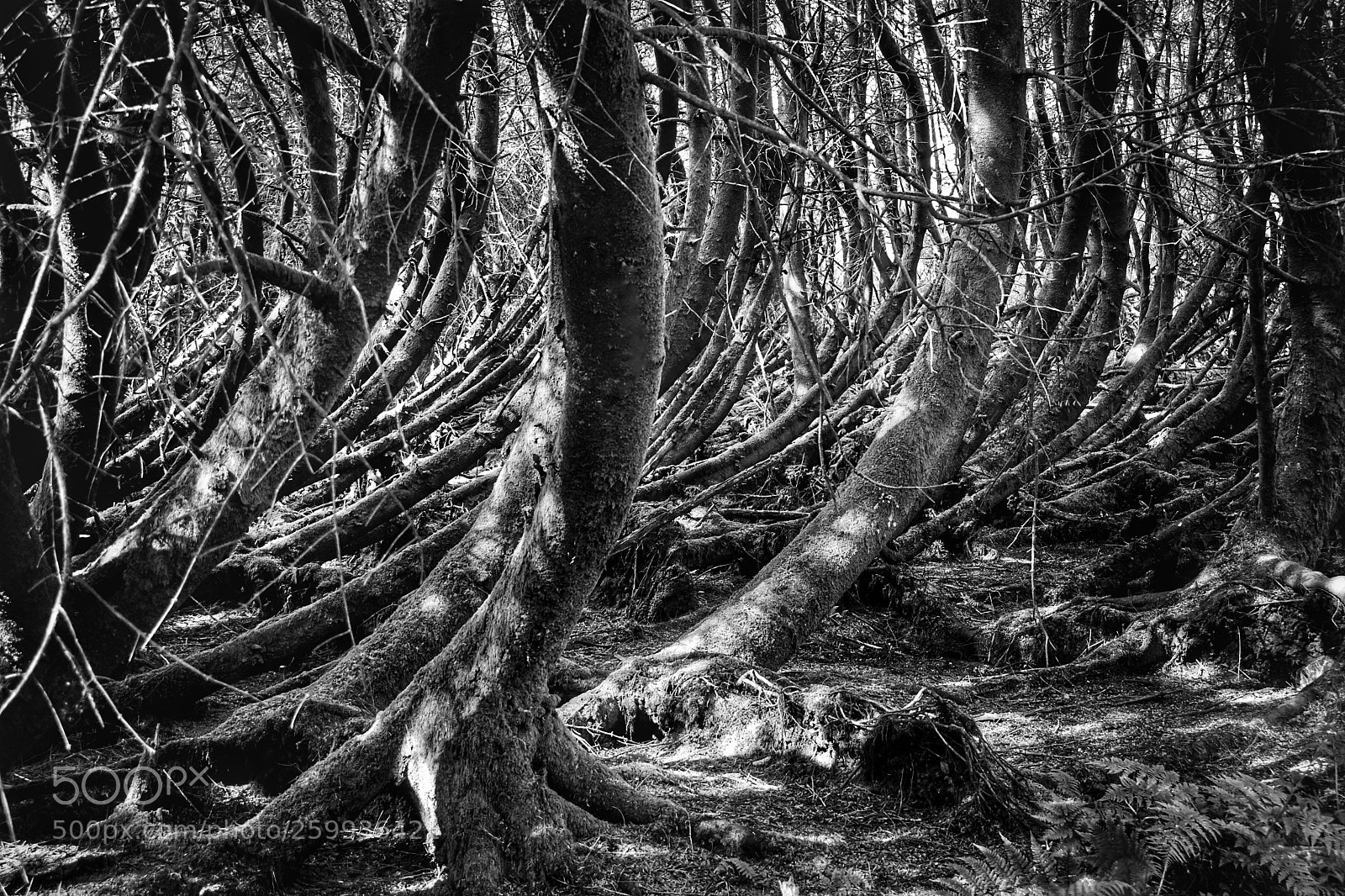 Sony a6000 sample photo. Curving trees photography
