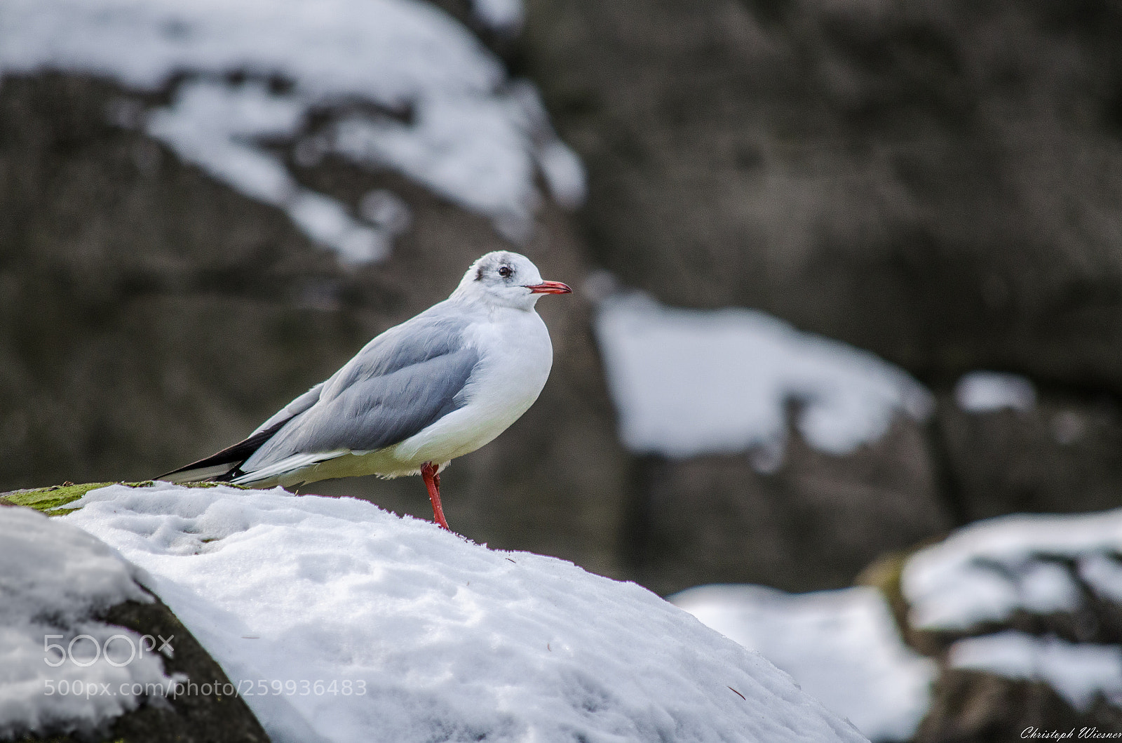 Nikon D5100 sample photo. Gull observing the landscape photography