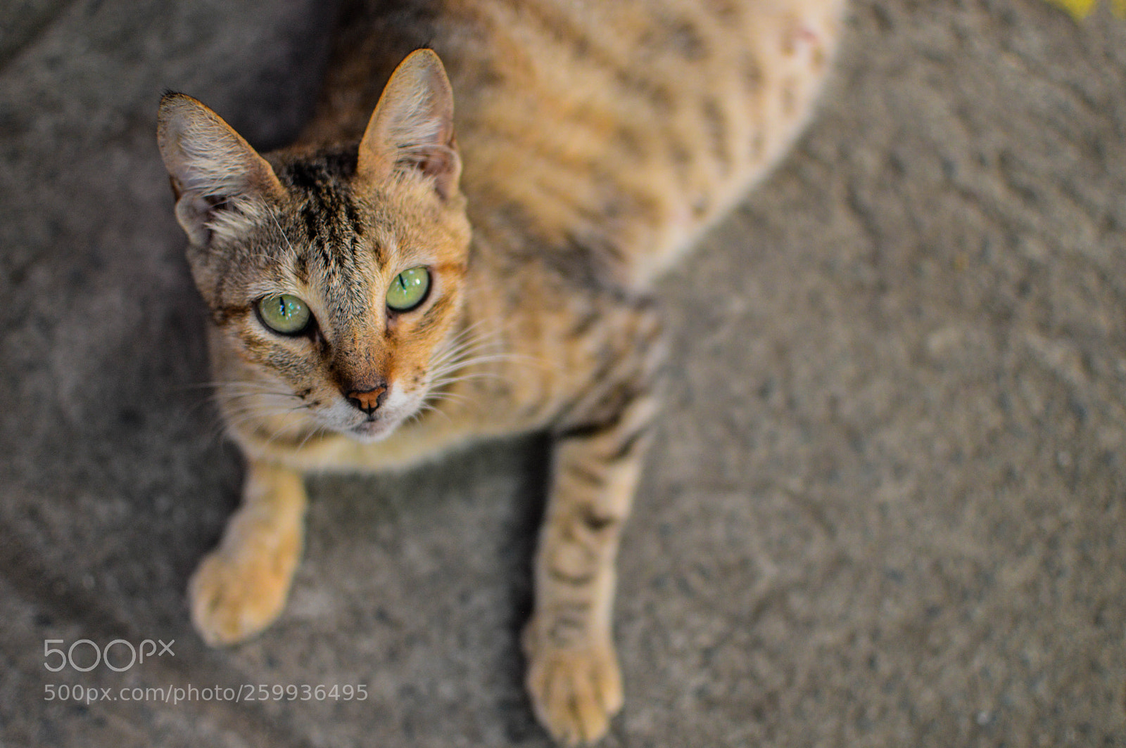 Nikon D3200 sample photo. Pussy cat photography