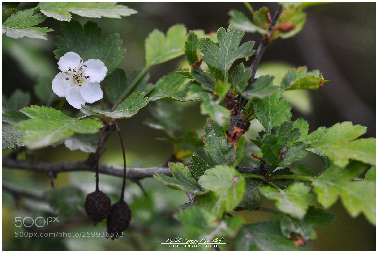 Nikon D5200 sample photo. Bloom photography