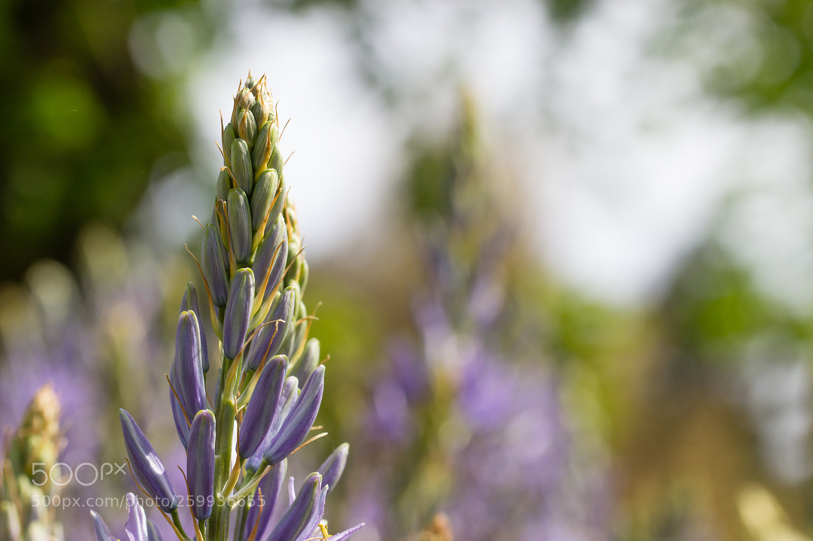 Canon EOS 600D (Rebel EOS T3i / EOS Kiss X5) sample photo. C'est le printemps ! photography