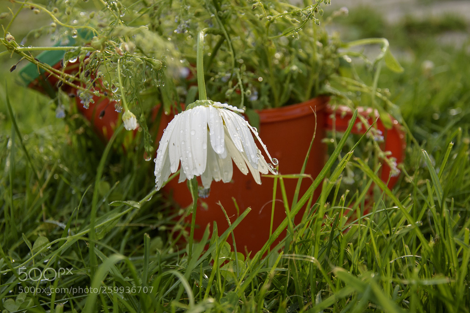 Nikon D750 sample photo. Camomile in the garden photography