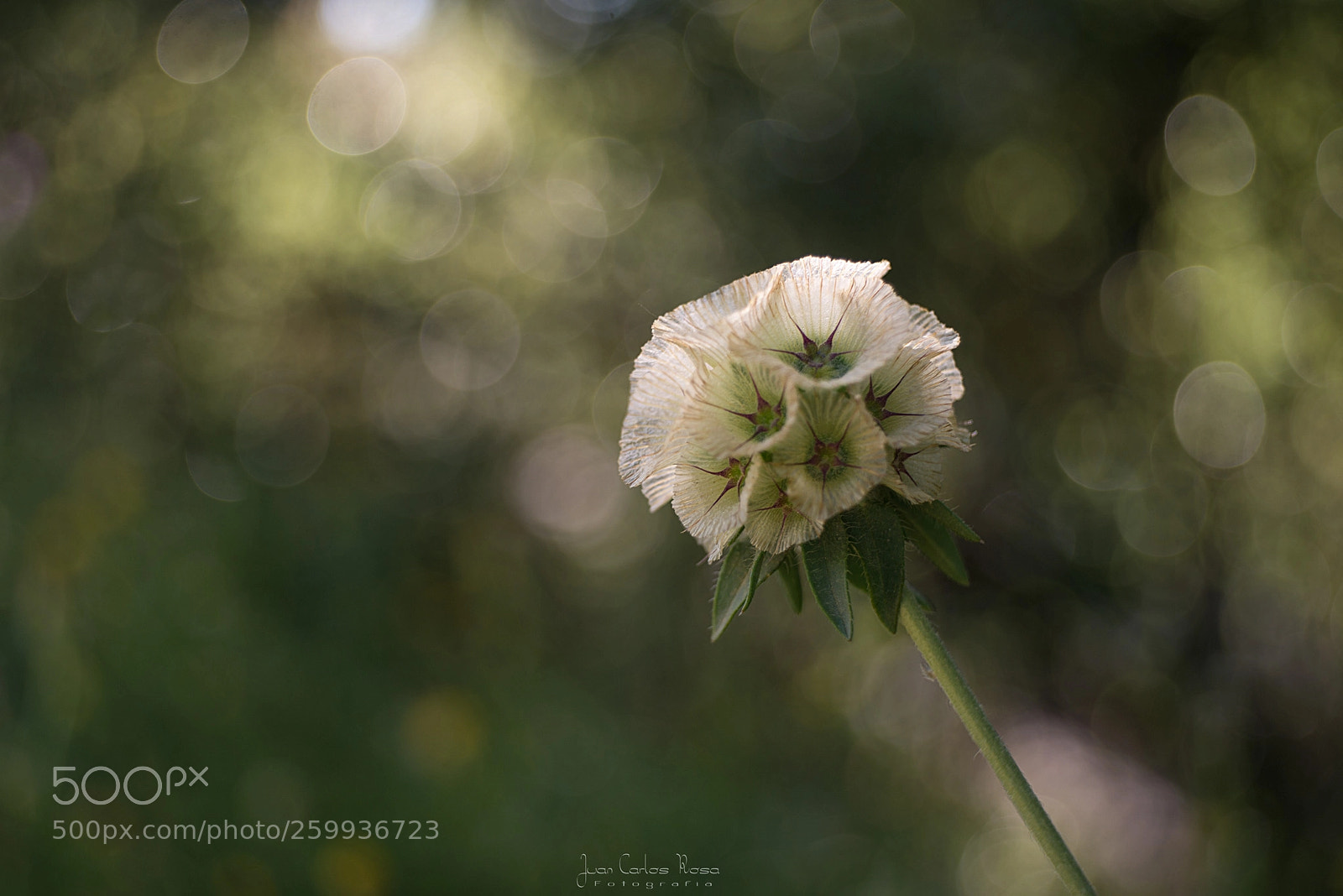 Nikon D610 sample photo. Primavera. photography