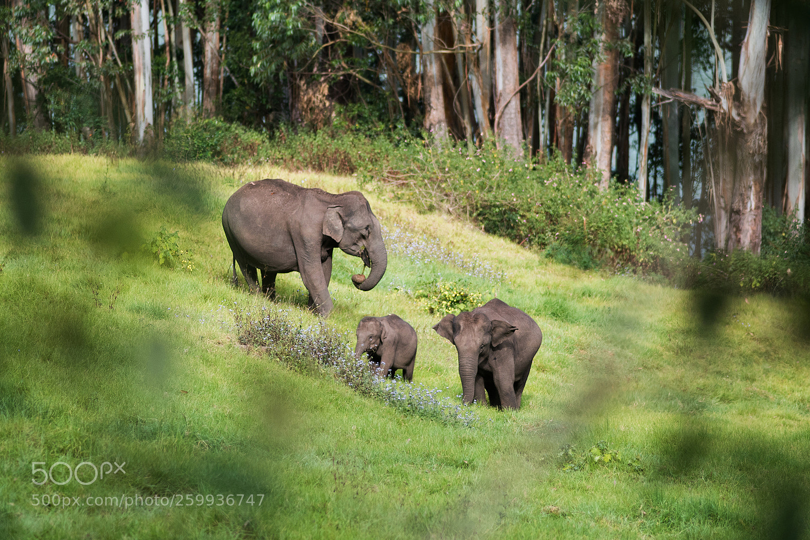Nikon D750 sample photo. Elephant family photography