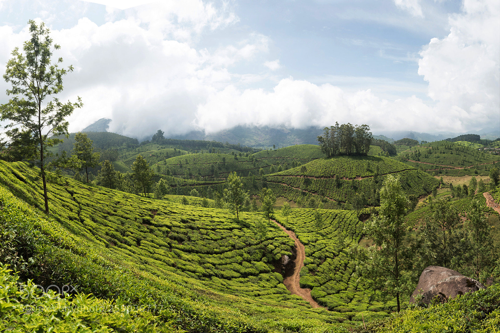 Nikon D750 sample photo. Tea fields photography