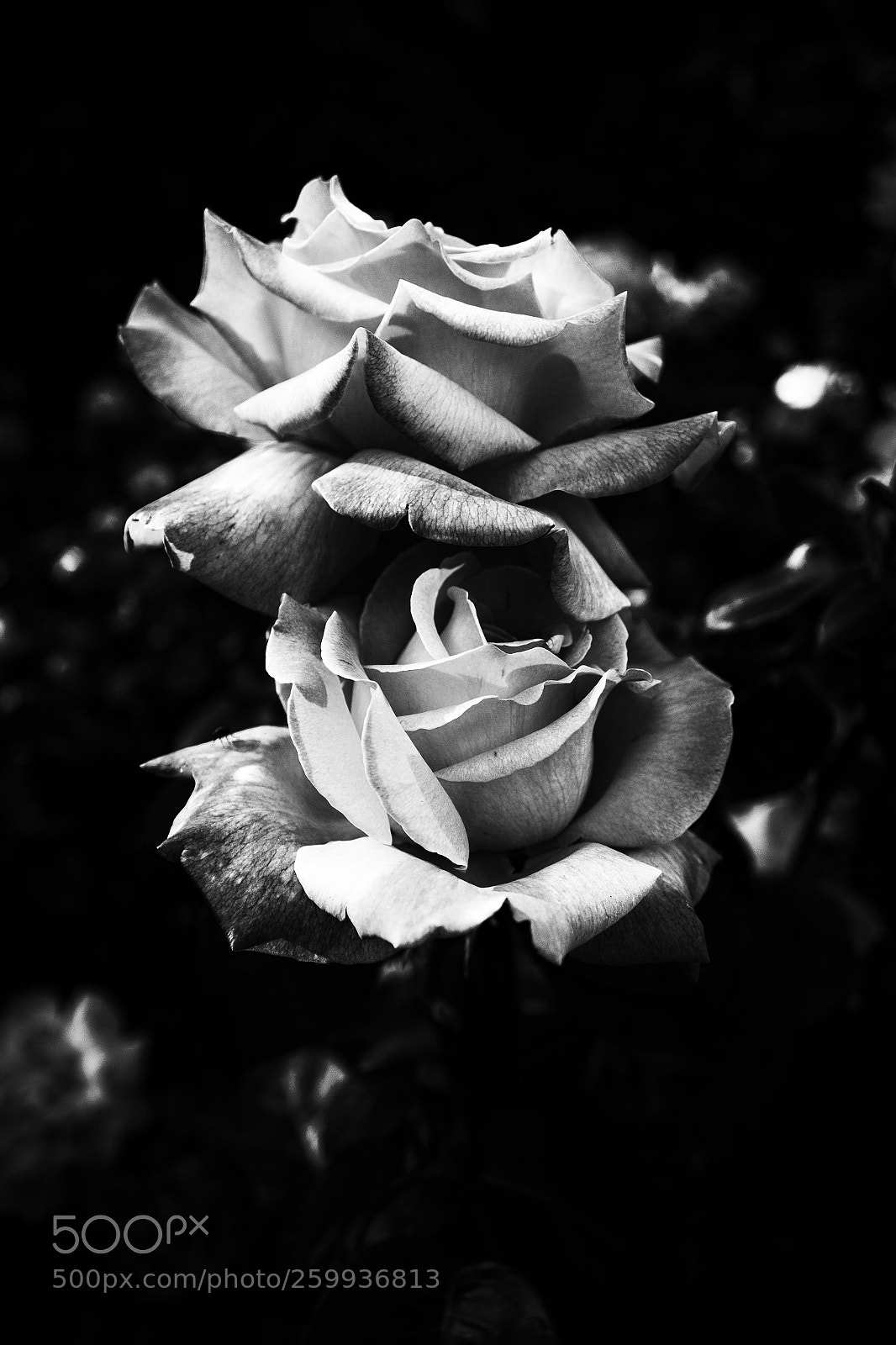 Canon EOS 1300D (EOS Rebel T6 / EOS Kiss X80) sample photo. Roses are...dark photography