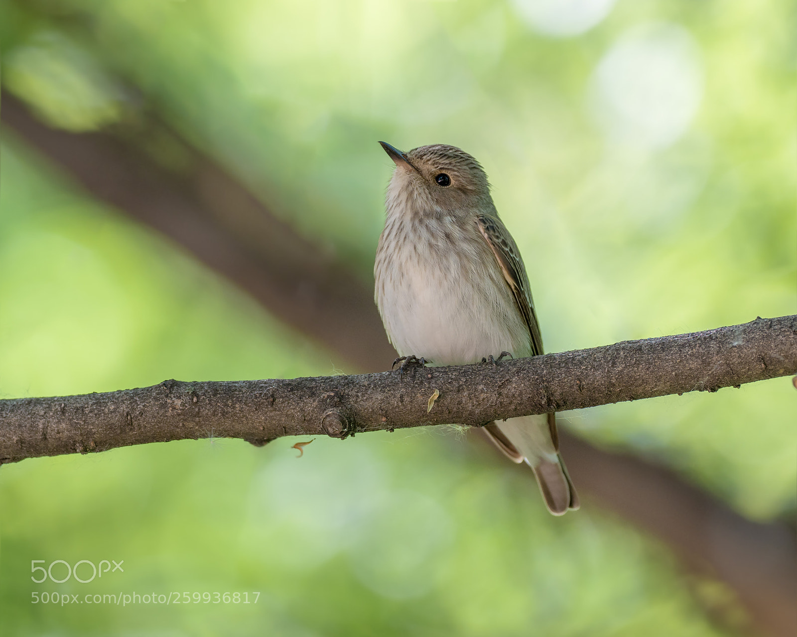 Olympus OM-D E-M1 Mark II sample photo. Spotted flycatcher photography