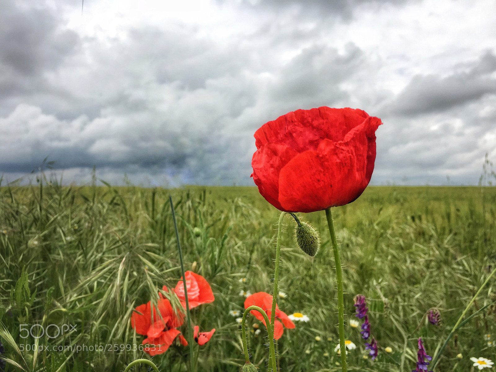 Apple iPhone 6s sample photo. Primavera maravillosa... photography
