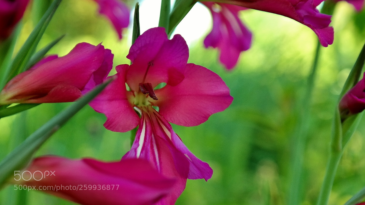 Samsung NX300 sample photo. Beautyful photography