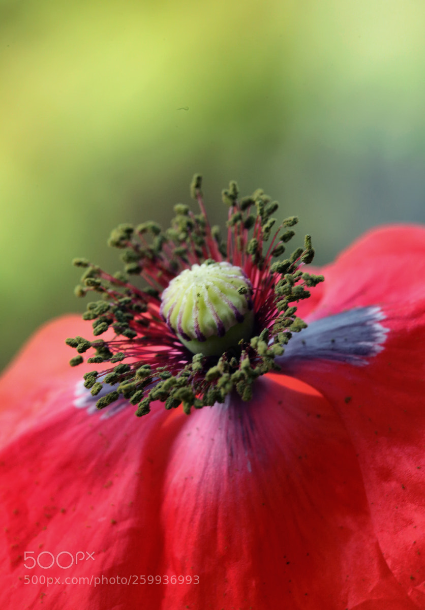 Canon EOS 5D Mark II sample photo. Springtime photography