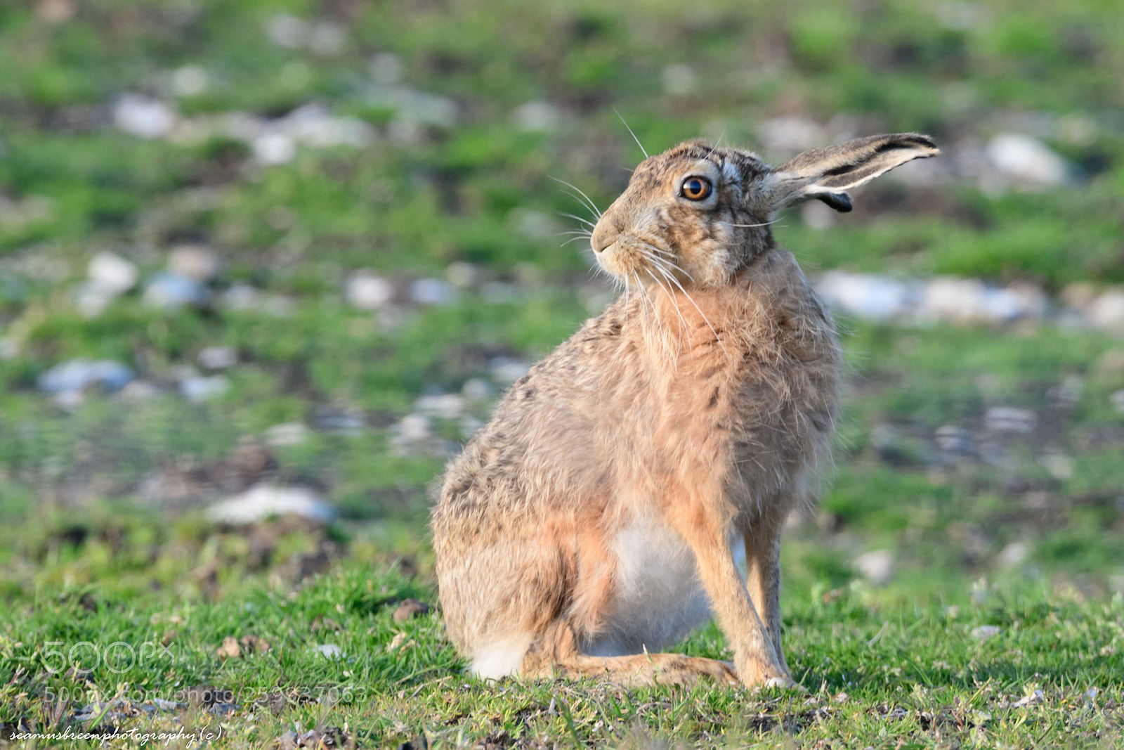 Nikon D850 sample photo. Hare alert photography
