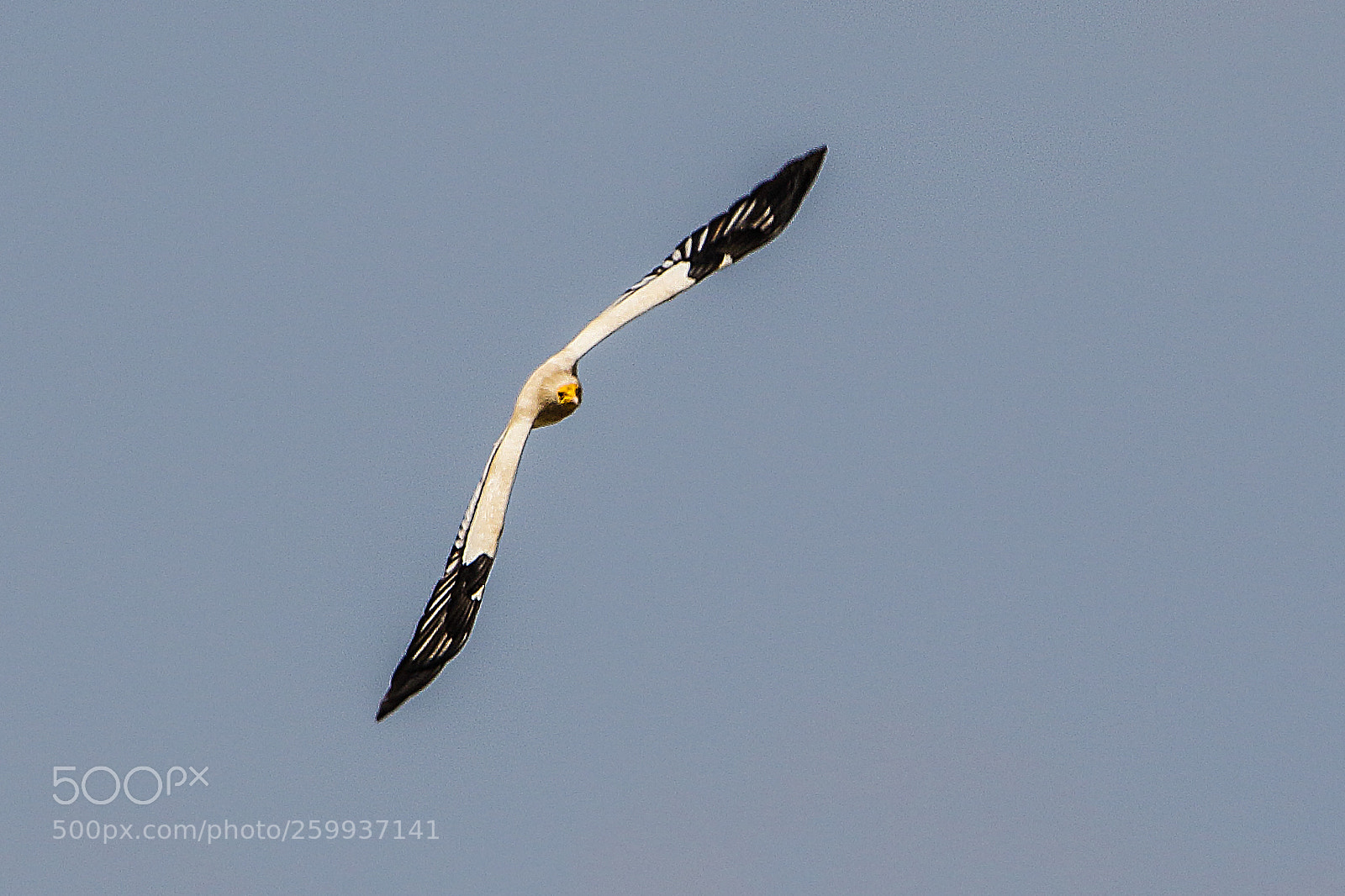 Canon EOS 7D Mark II sample photo. Egyptian vulture photography