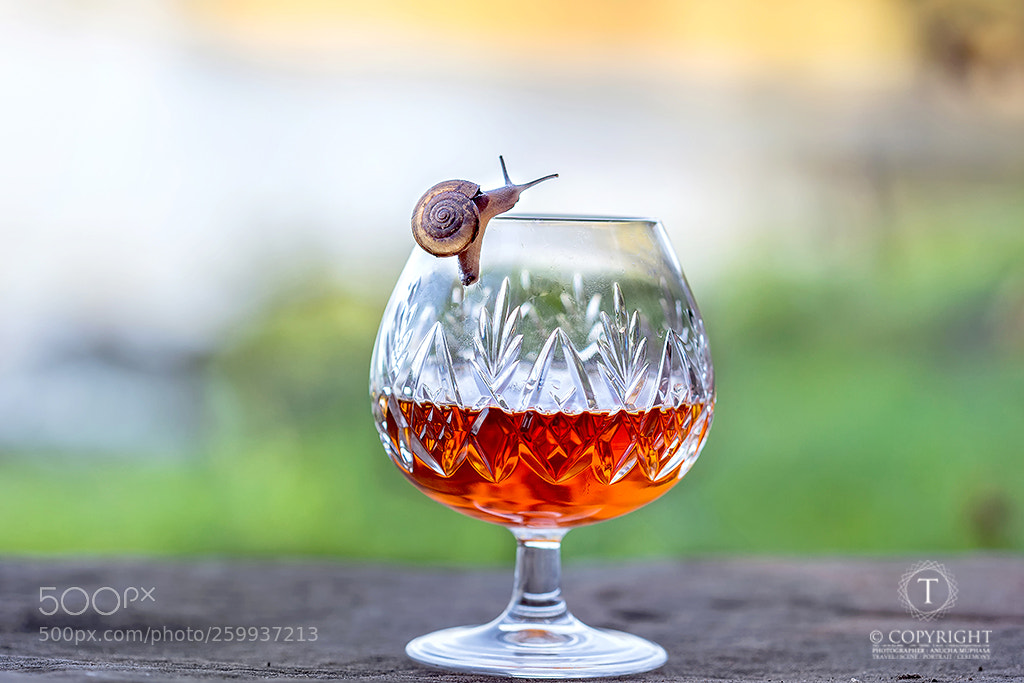 Canon EOS 5D Mark II sample photo. Snail on glass cup photography