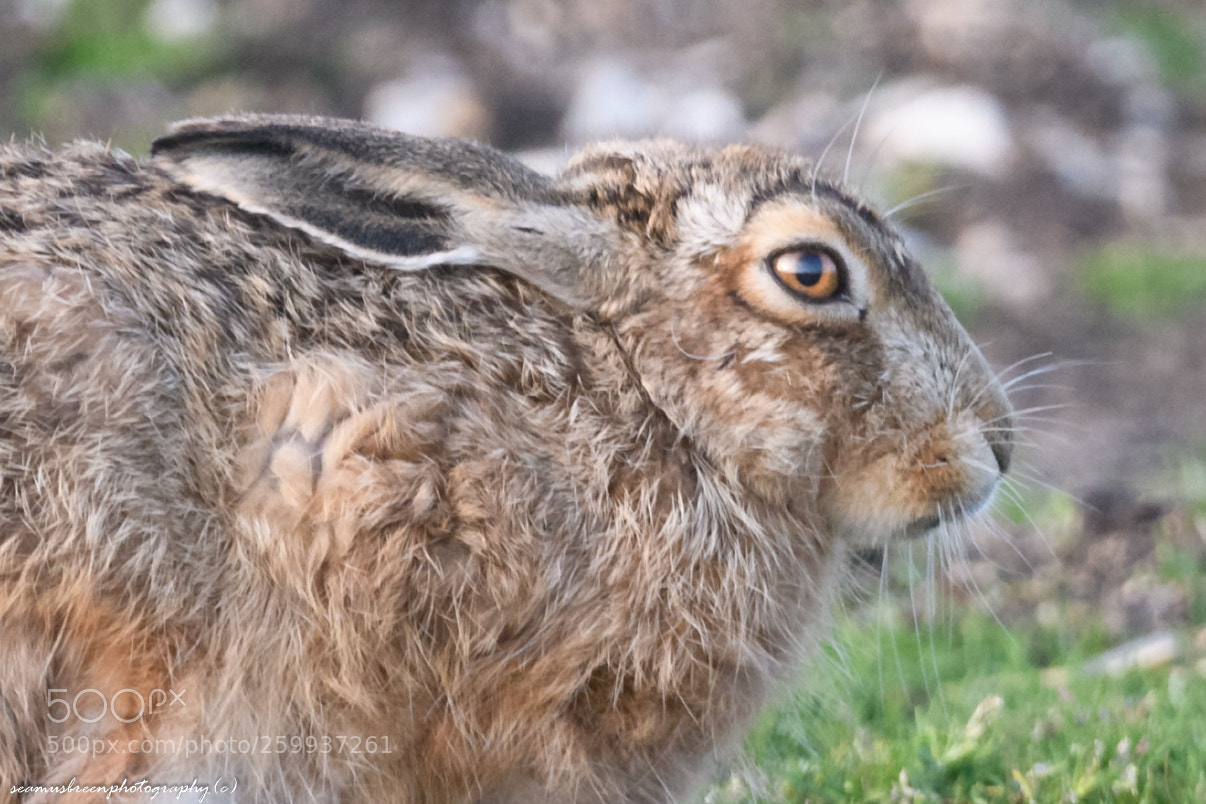 Nikon D850 sample photo. Hare close up photography