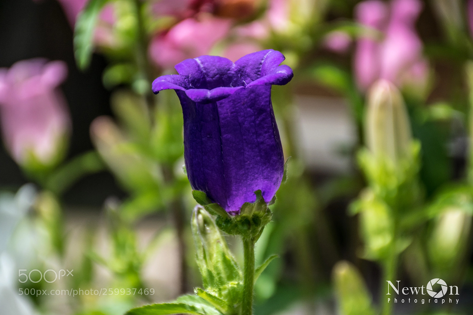 Nikon D5300 sample photo. Flor photography