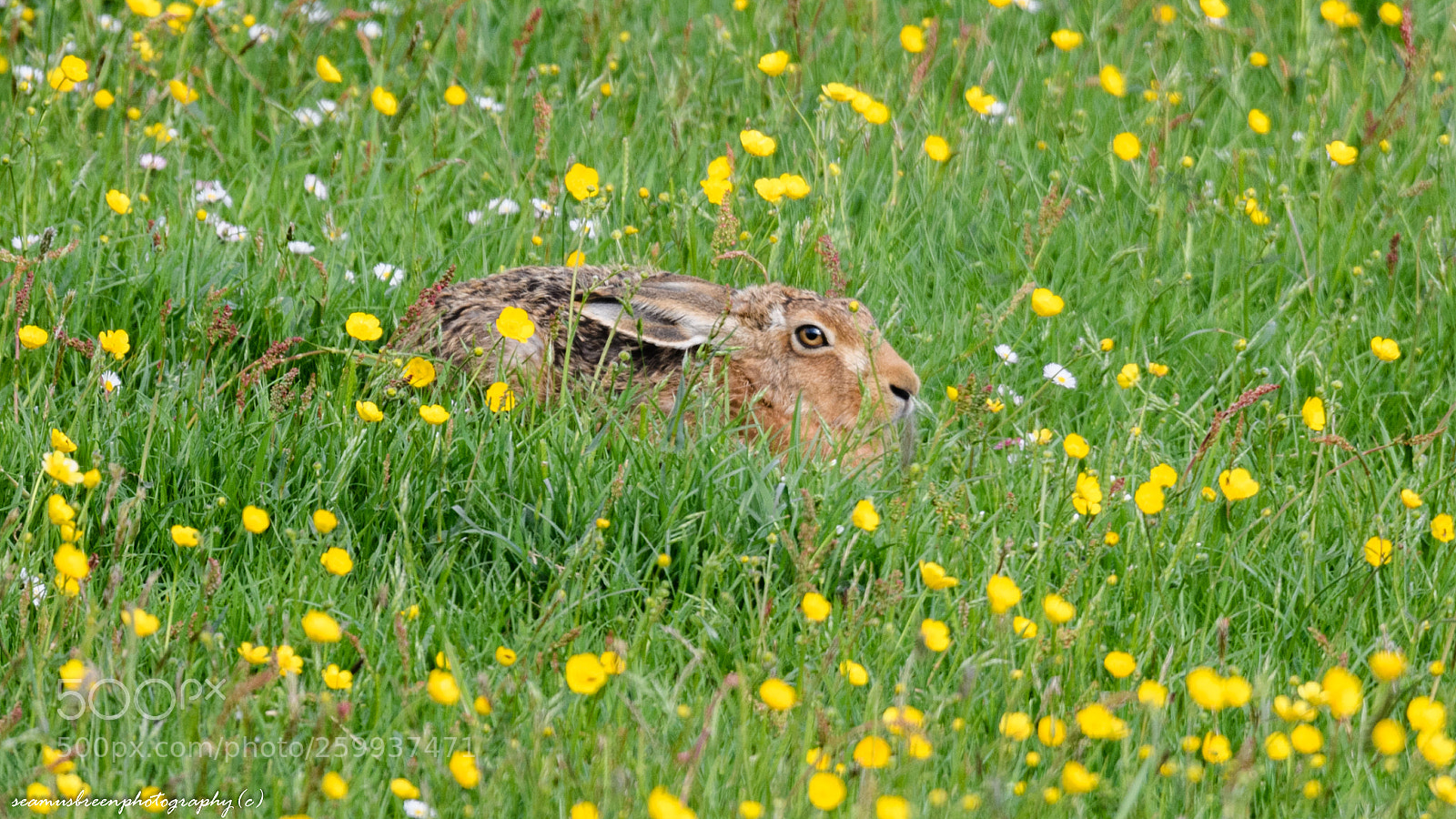 Nikon D850 sample photo. Hare among the butter photography