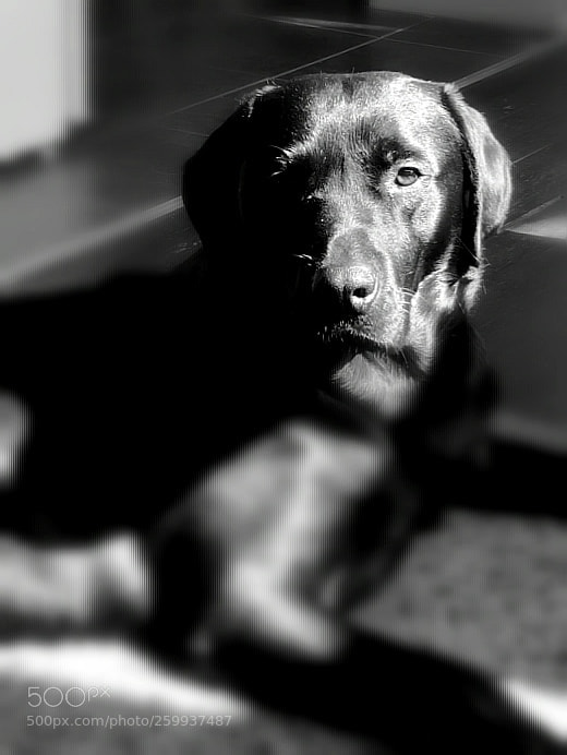 HUAWEI CLT-L09 sample photo. Cooper photography