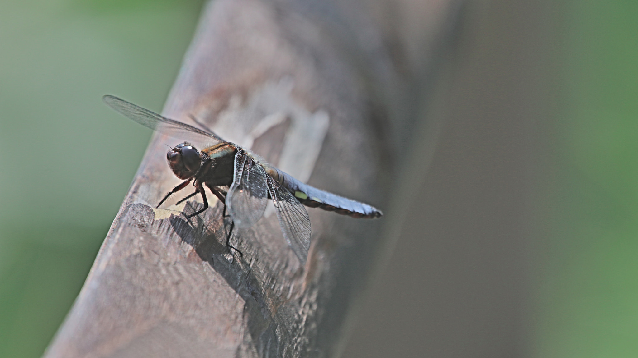 Sigma 150-600mm F5-6.3 DG OS HSM | C sample photo. Dragonfly photography