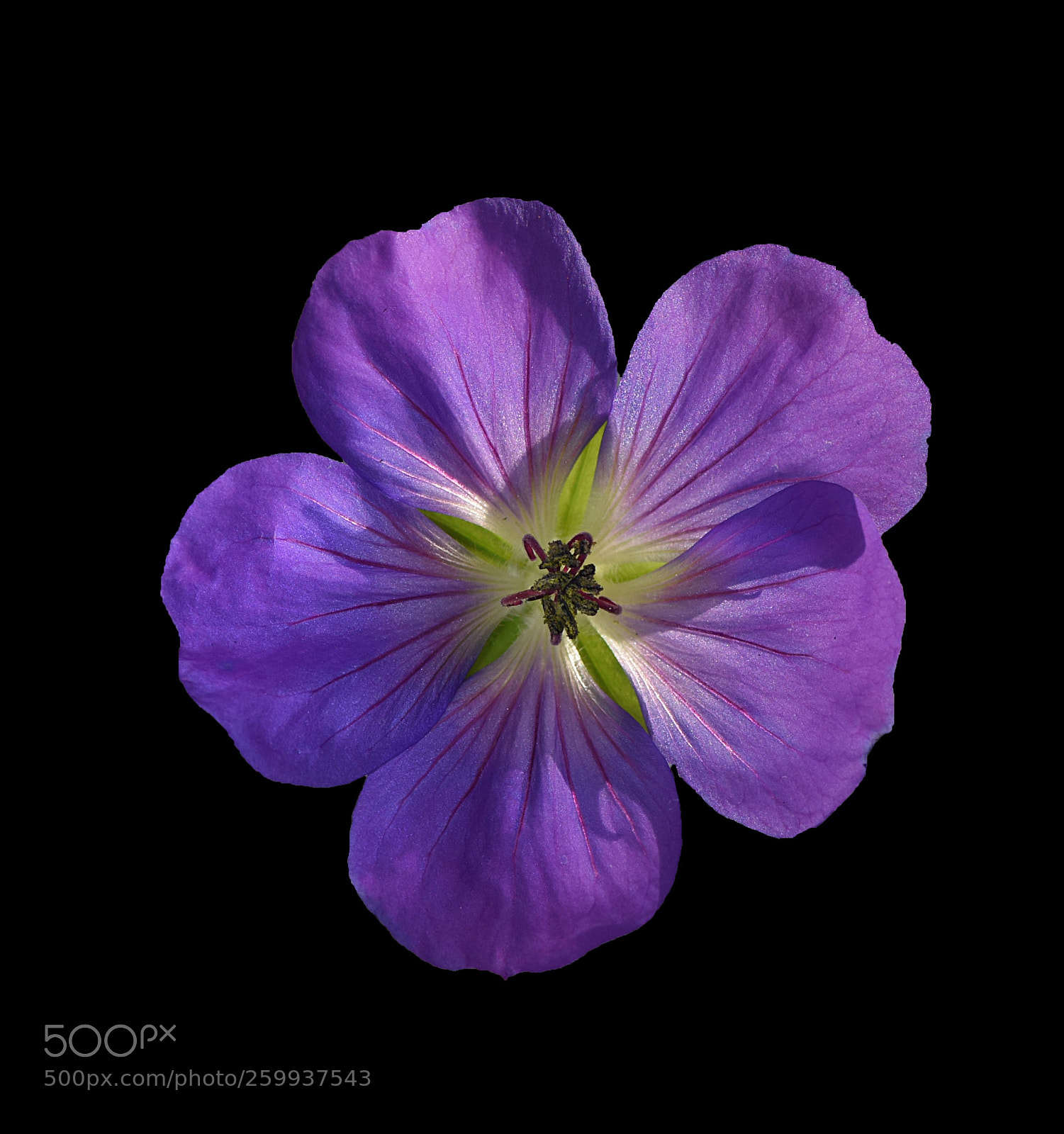 Nikon D810 sample photo. Purple geranium photography