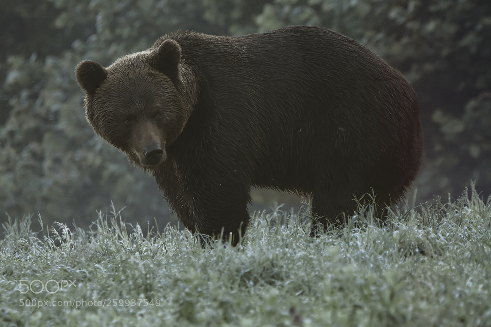 Nikon D7100 sample photo. Brown bear photography