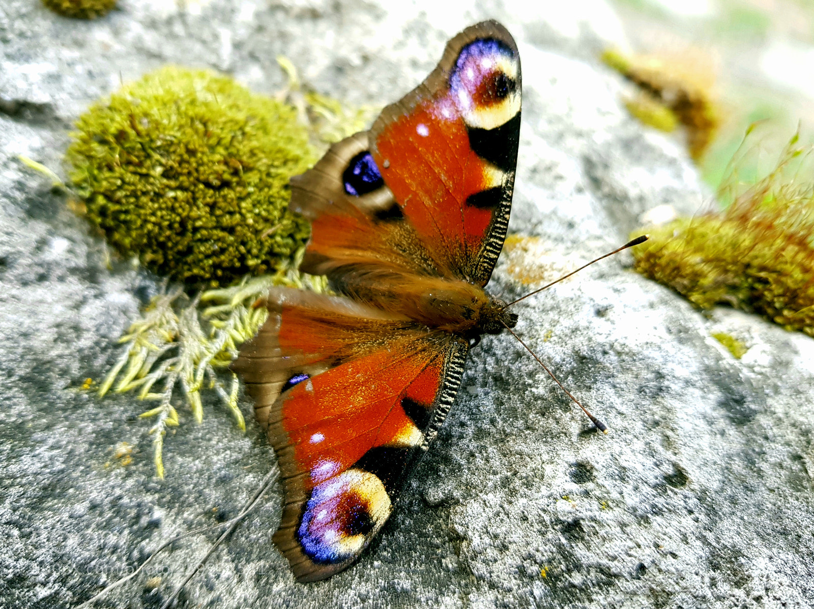 Samsung Galaxy S8+ sample photo. Butterfly photography