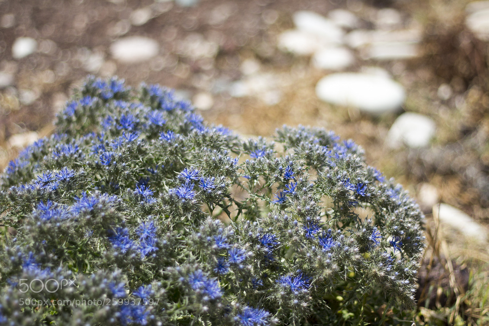 Canon EOS 650D (EOS Rebel T4i / EOS Kiss X6i) sample photo. Plant on the rocks. photography