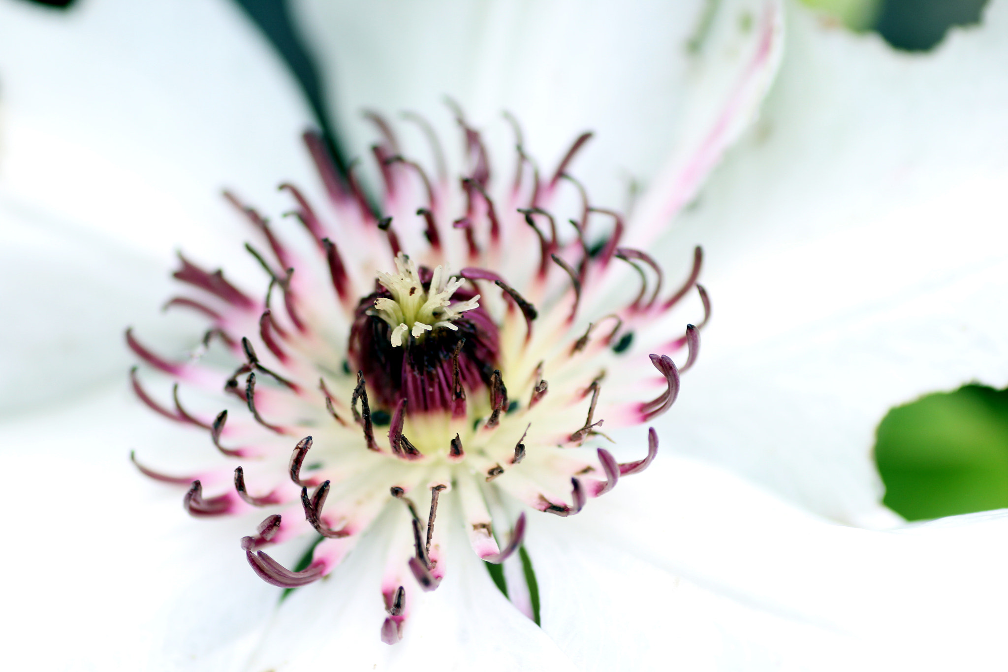 Tamron SP AF 90mm F2.8 Di Macro sample photo. White lady photography