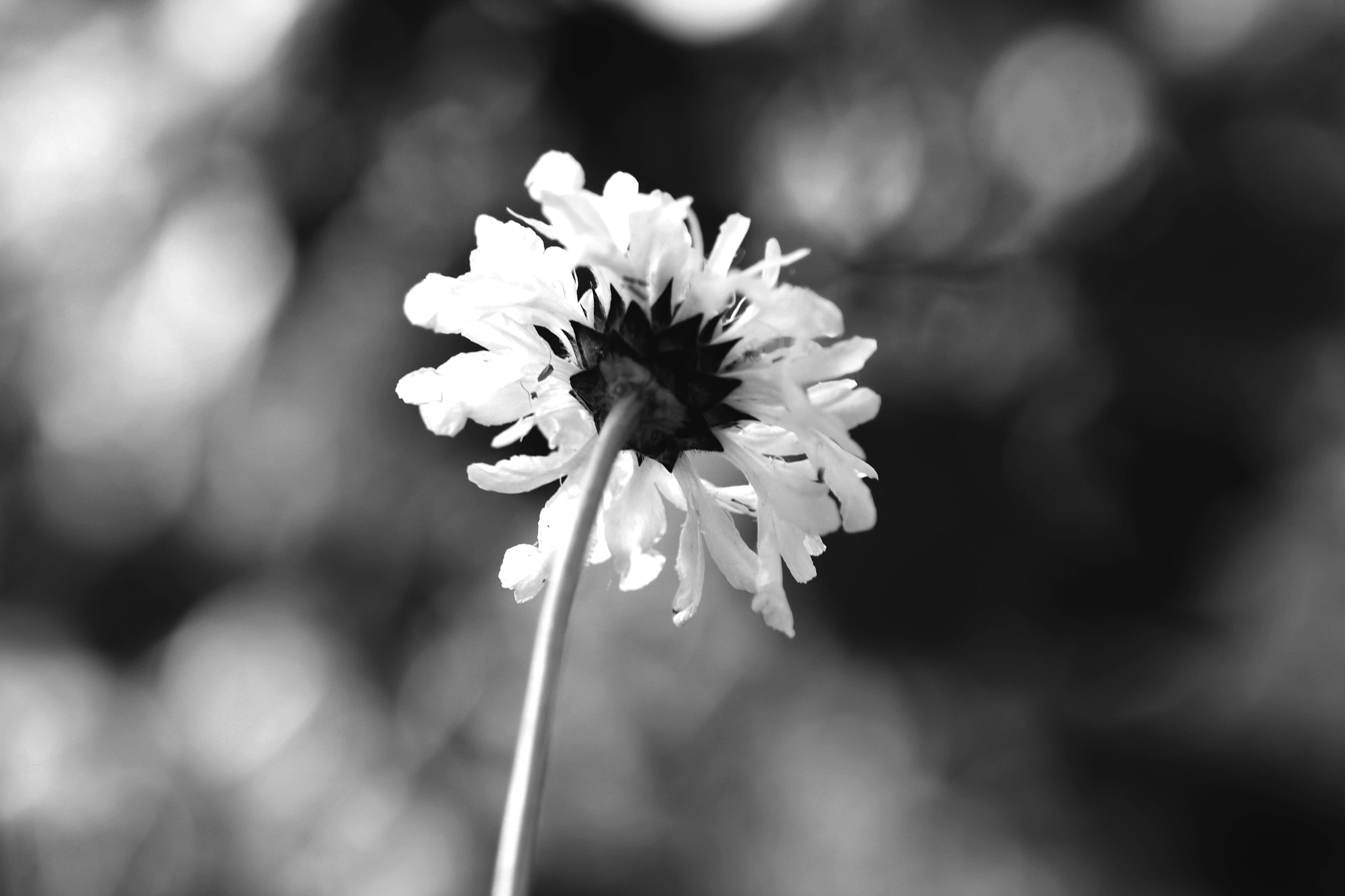 Canon EOS 60D + Tamron SP AF 90mm F2.8 Di Macro sample photo. Orage photography