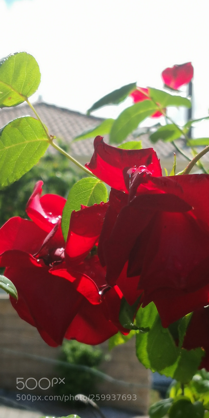 HUAWEI Mate 10 Pro sample photo. Untitled photography