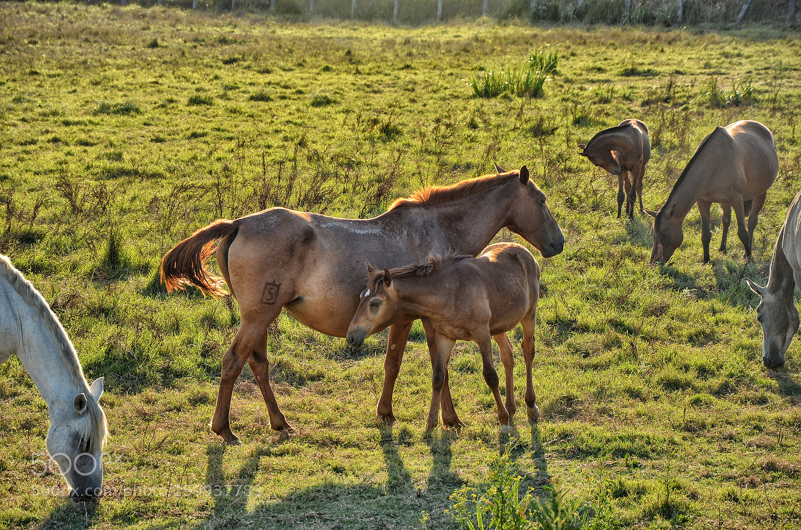 Nikon D5100 sample photo. Mesteños horses photography