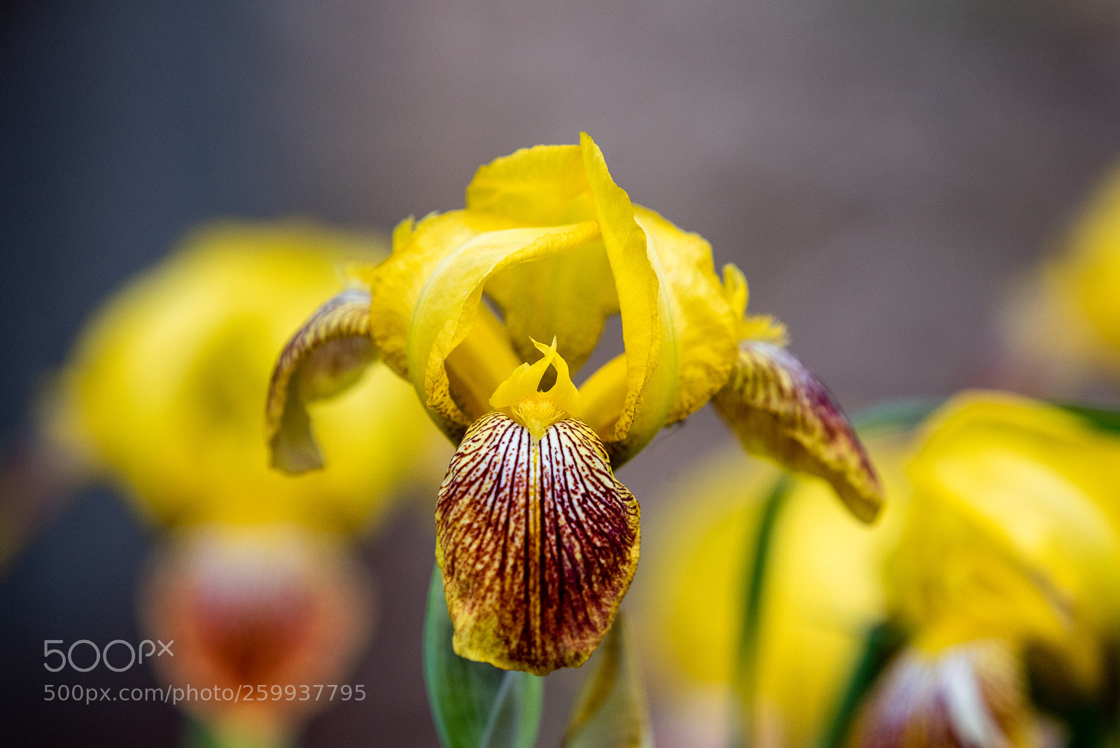 Nikon D750 sample photo. Blooming flower photography