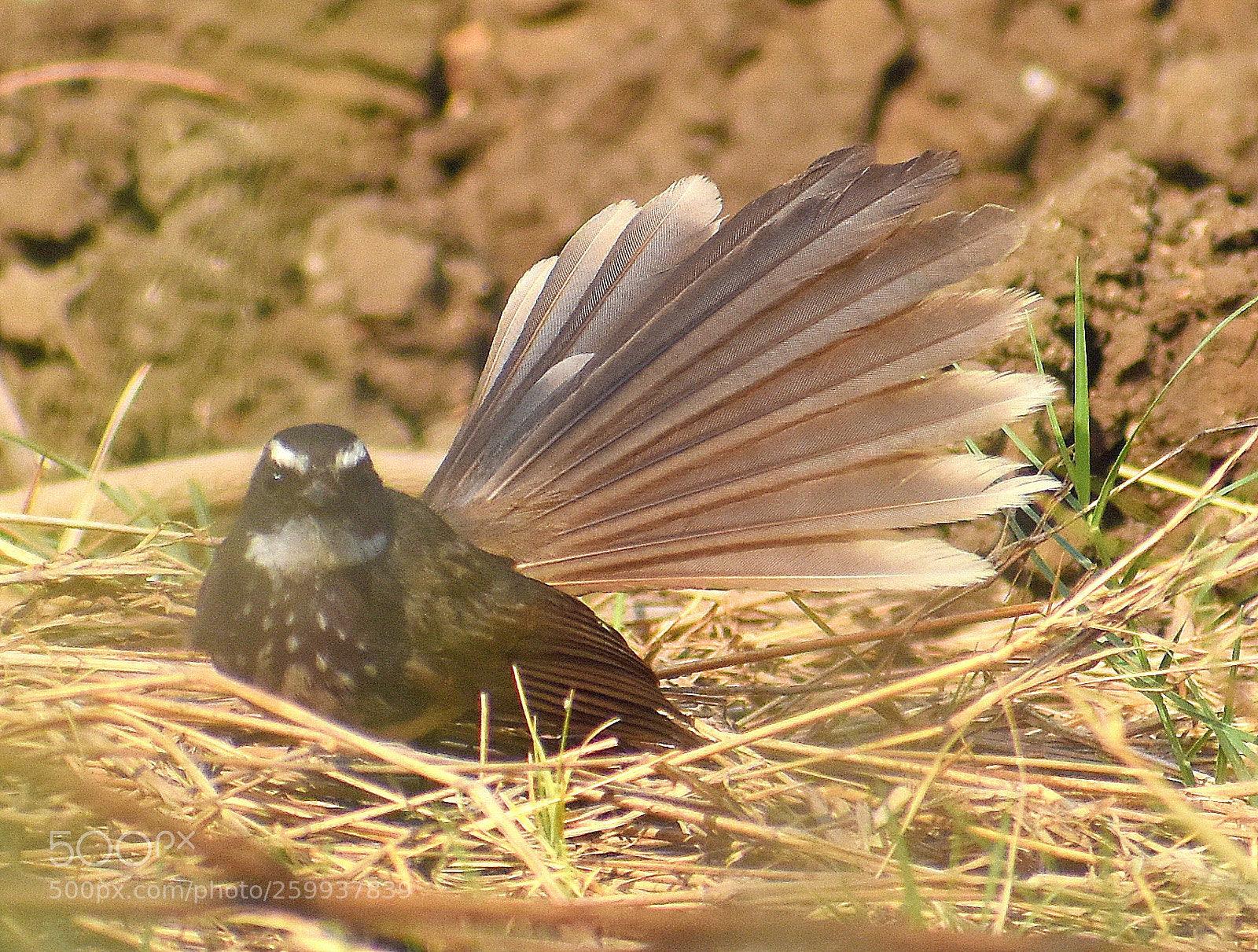 Nikon D7200 sample photo. Fantail flycatcher photography