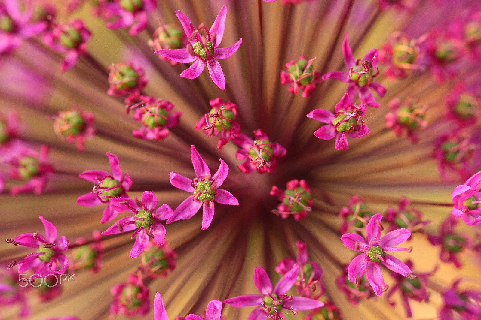 Canon EF 100mm F2.8L Macro IS USM sample photo. Bang photography